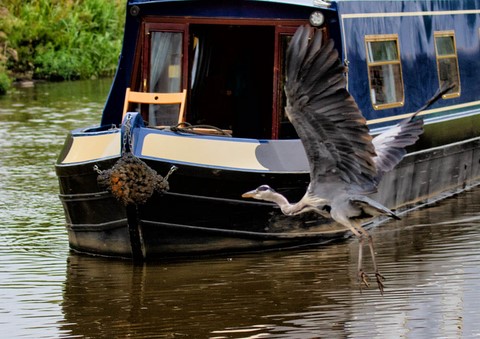 Shared narrow boat Solace